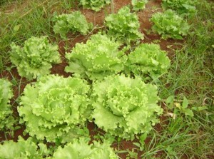 horta